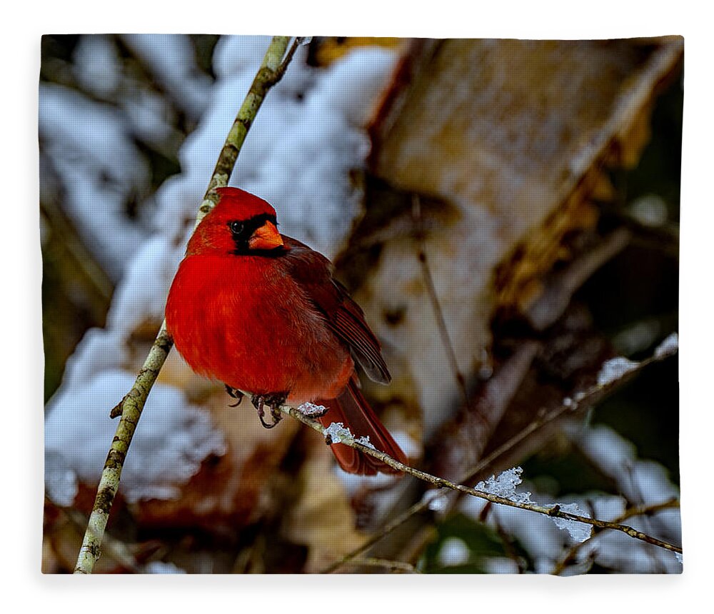 A Cardinal In Winter Prints Fleece Blanket featuring the photograph A Cardinal In Winter by John Harding