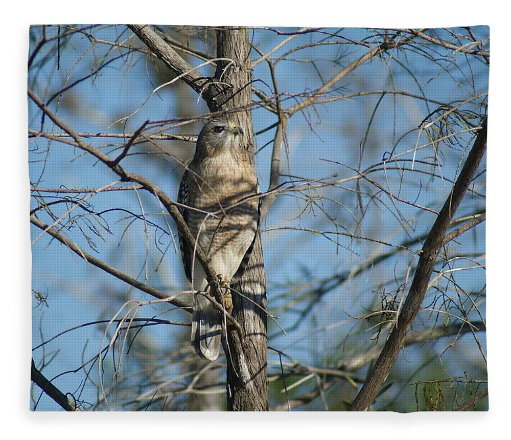 Hawk Fleece Blanket featuring the photograph A Hawk at Home by Lindsey Floyd