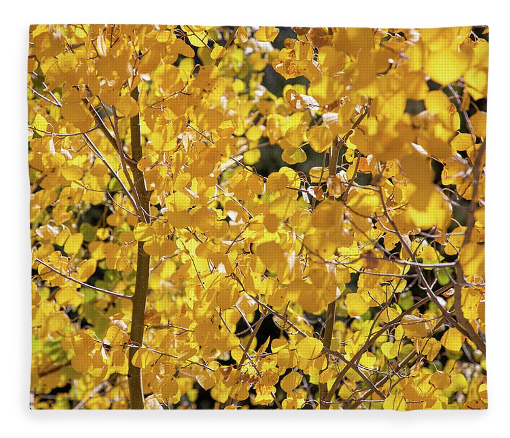 Nature Fleece Blanket featuring the photograph A Lens Full of Aspens by Steve Templeton