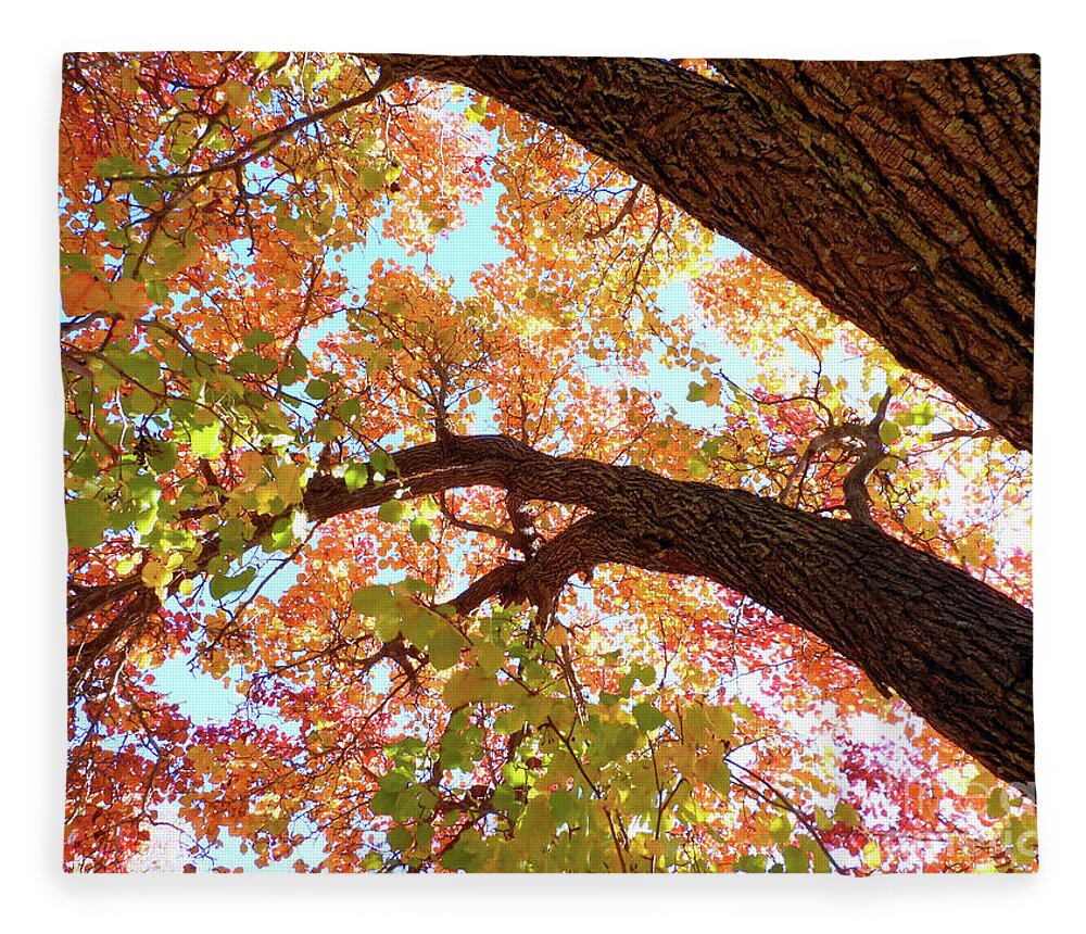 Autumn Fleece Blanket featuring the photograph A Look Up by Scott Cameron