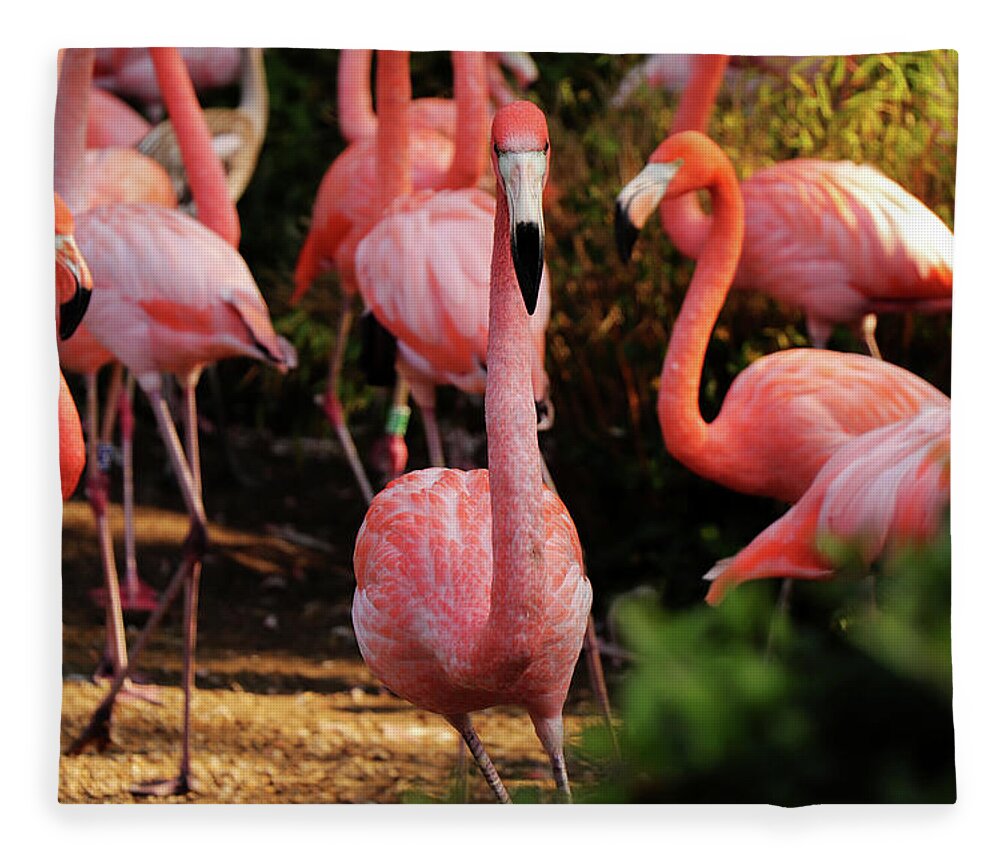 American Flamingo Fleece Blanket featuring the photograph American flamingo - Hey, you stay by Vaclav Sonnek