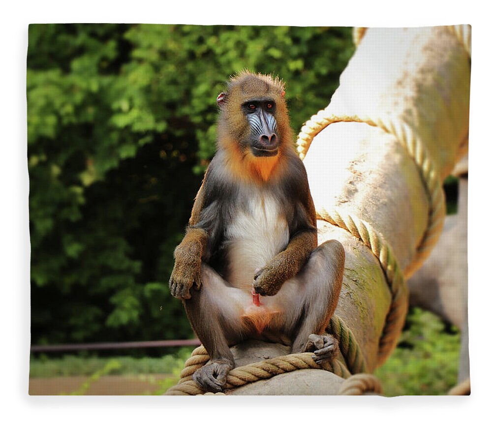 Mandrill Fleece Blanket featuring the photograph Mandrillus sphinx sitting on the trunk by Vaclav Sonnek