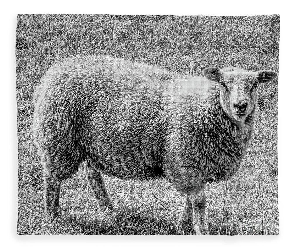 Monochrome Fleece Blanket featuring the photograph A monochrome sheep by Pics By Tony