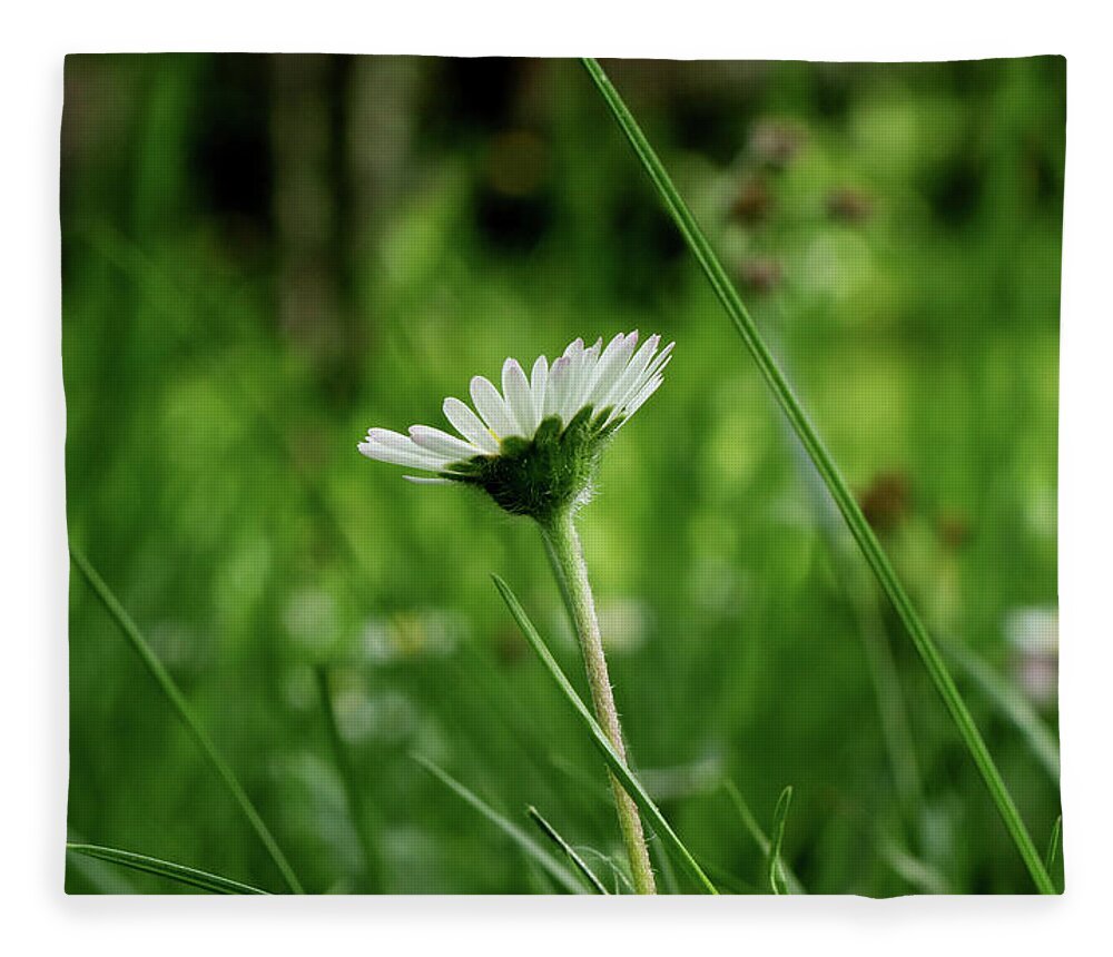 Bellis Perennis Fleece Blanket featuring the photograph A one daisy in the middle of grassland. View is from down heading up. Springtime and summer come to our lands by Vaclav Sonnek