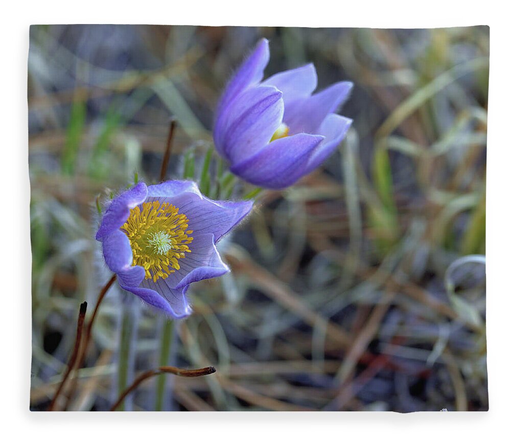 Pasque Flowers Fleece Blanket featuring the photograph A Pair of Pasque Flowers by Bob Falcone