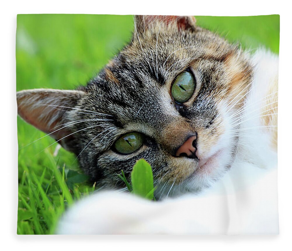 Golden Hour Fleece Blanket featuring the photograph A part of body of domestic cat lying in grass and looking on camera in right moment by Vaclav Sonnek