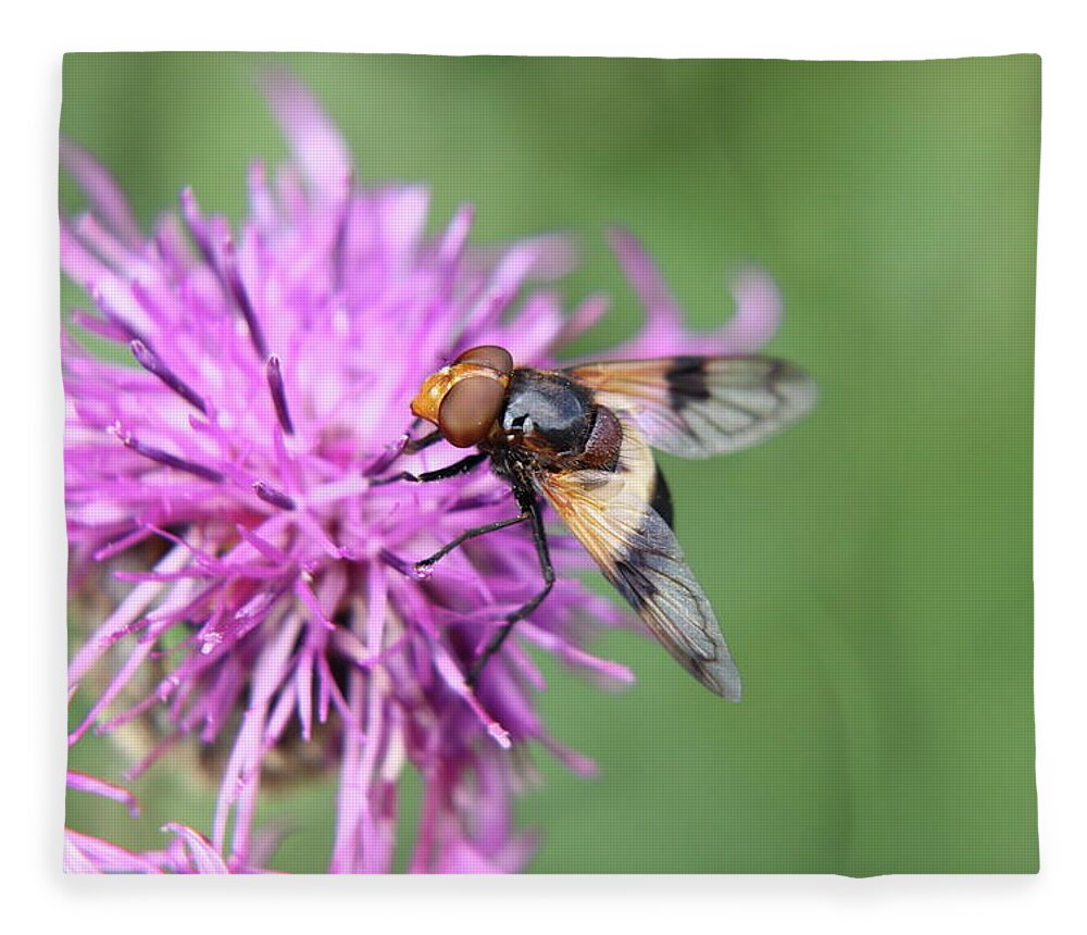 Volucella Pellucens Fleece Blanket featuring the photograph A Volucella pellucens pollinating red clover by Vaclav Sonnek