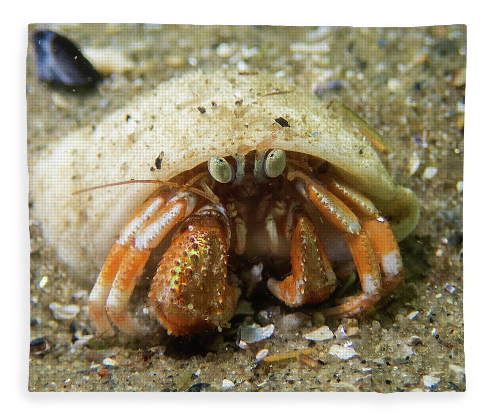 Crab Fleece Blanket featuring the photograph Acadian Hermit Crab by Brian Weber