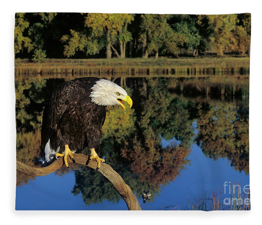 Dave Welling Fleece Blanket featuring the photograph Adult Bald Eagle Hailaeetus Leucocephalus by Dave Welling