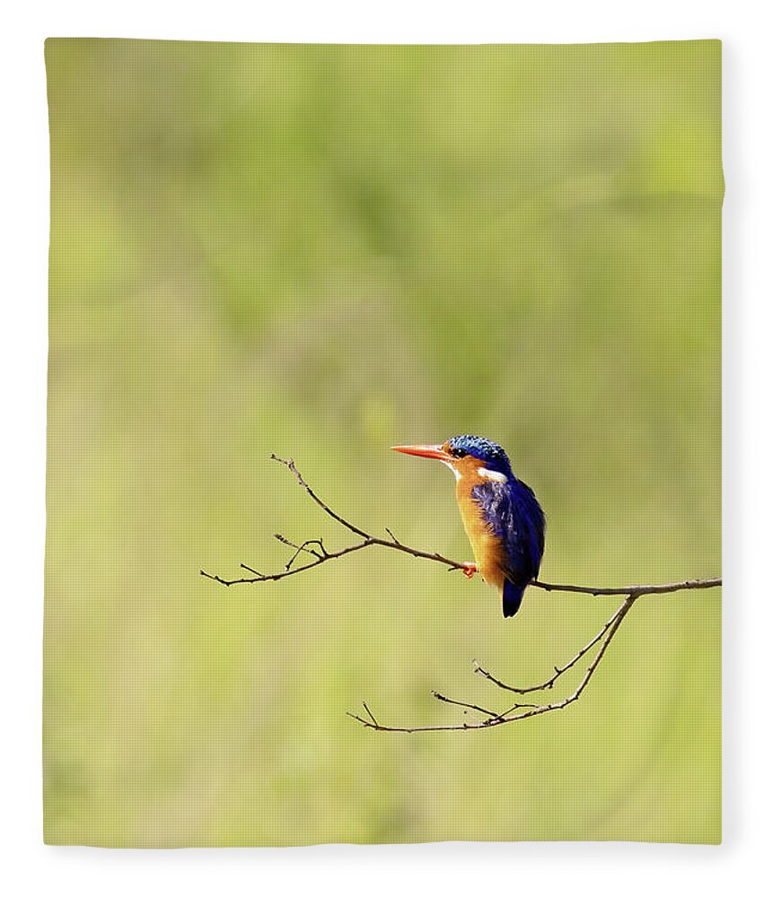 Malachite Fleece Blanket featuring the photograph Adult malachite kingfisher, corythornis cristatus, perched on a by Jane Rix