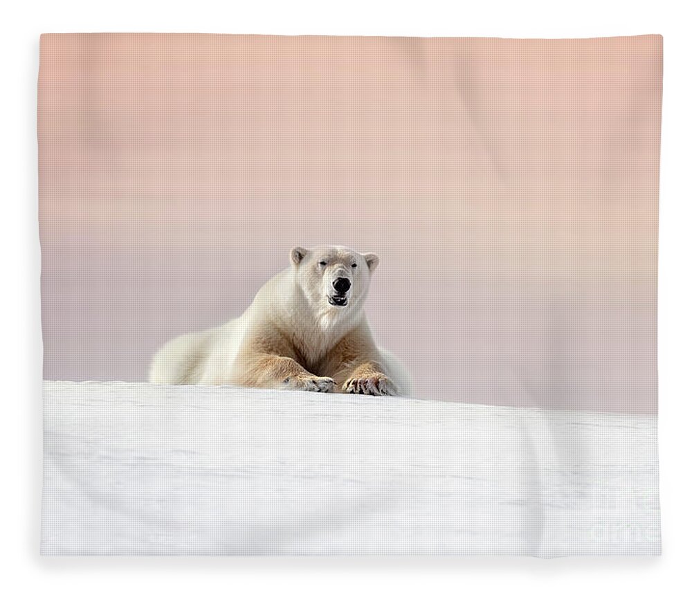 Wild Fleece Blanket featuring the photograph Adult male polar bear resting on the snow of Svalbard at dusk by Jane Rix