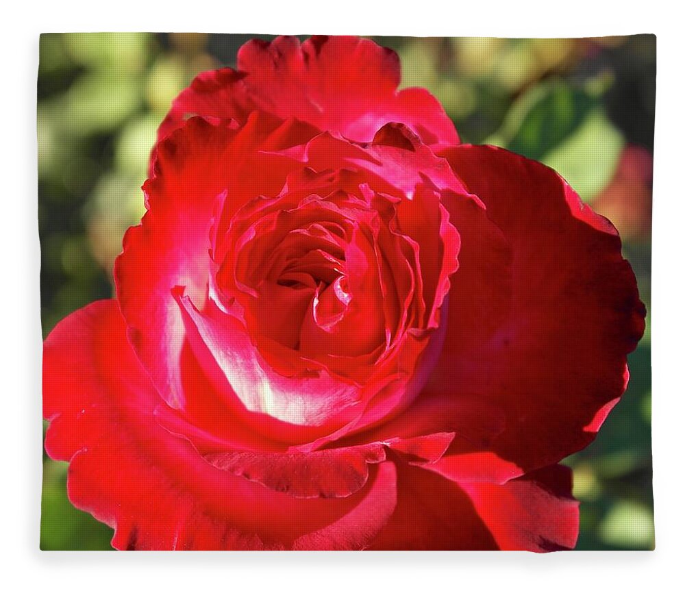 Rose Fleece Blanket featuring the photograph Afternoon Red Rose by Michele Myers
