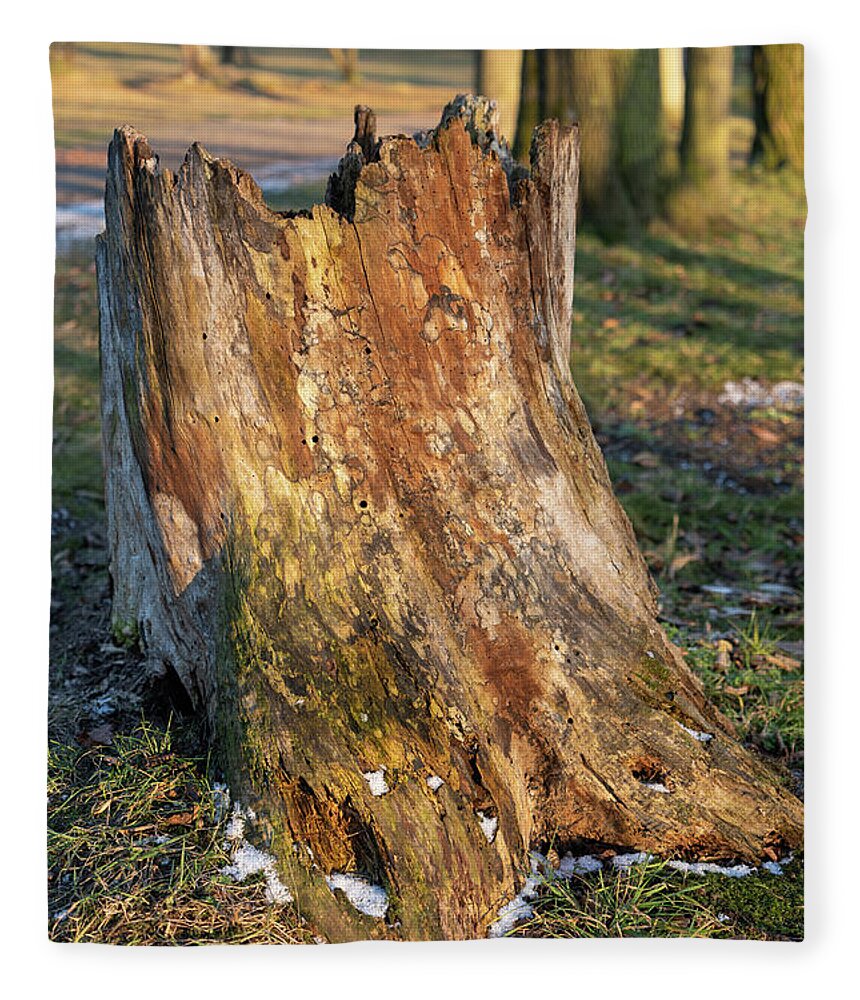 Tree Fleece Blanket featuring the photograph Ageing Wood and Evening Light 1 by Adriana Mueller