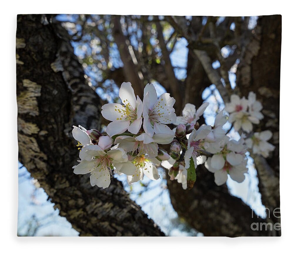 Almond Blossom Fleece Blanket featuring the photograph White flowers in the penumbra of the almond tree by Adriana Mueller