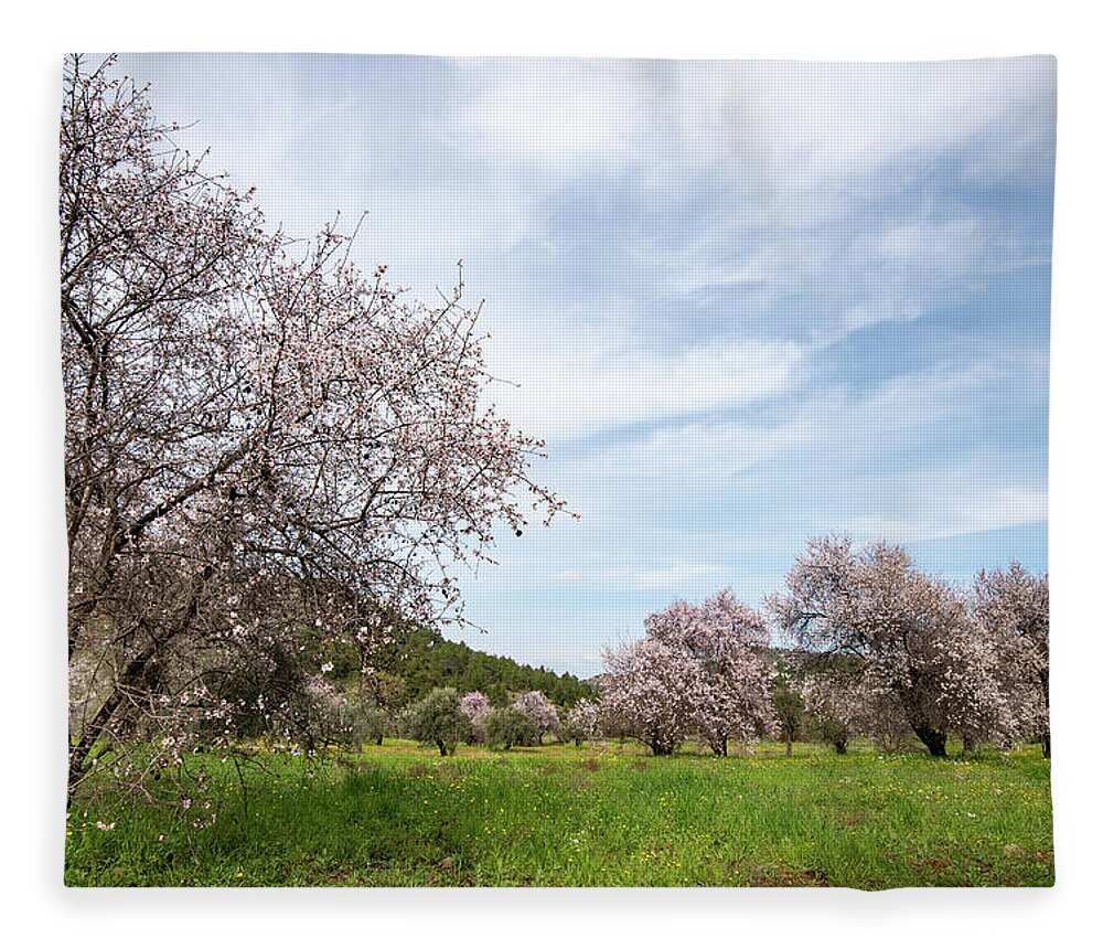 Spring Fleece Blanket featuring the photograph Almond trees bloom in spring against blue sky. by Michalakis Ppalis