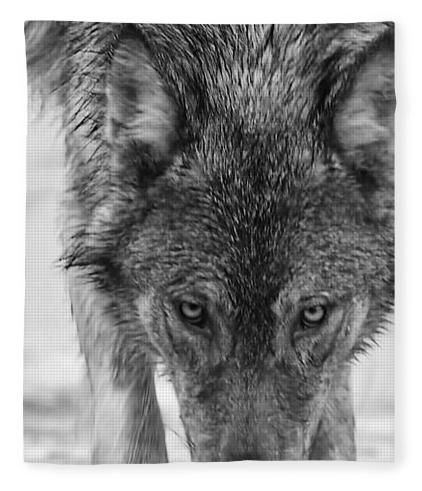 Wolf Fleece Blanket featuring the photograph Alpha by Carolyn Mickulas