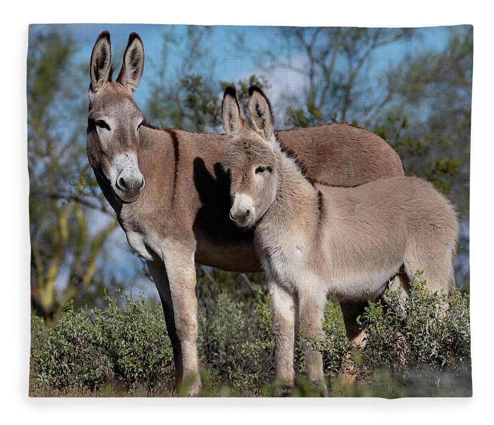 Wild Burros Fleece Blanket featuring the photograph Always watching by Mary Hone