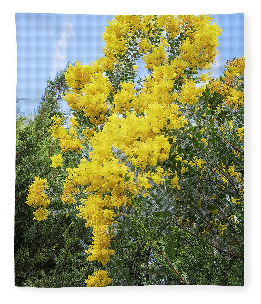 Flowers Fleece Blanket featuring the photograph Amazing Acacias by Jay Heifetz