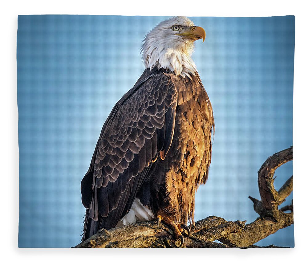American Bald Eagle Fleece Blanket featuring the photograph American Bald Eagle on a Branch by Sandra Rust
