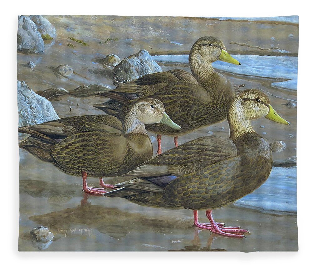 American Black Duck Fleece Blanket featuring the painting American Black Duck Trio by Barry Kent MacKay