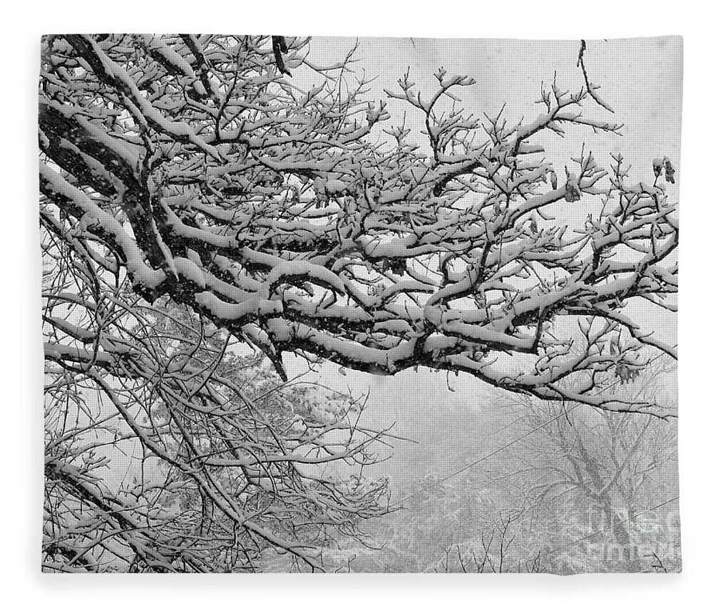 Snow-laden Limbs Fleece Blanket featuring the photograph Spring Snow On Branches by Rosanne Licciardi