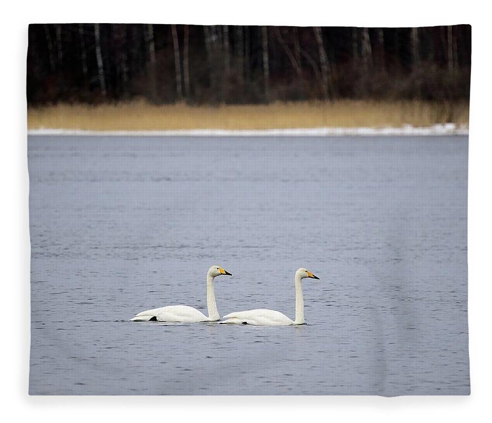  Fleece Blanket featuring the photograph And I will follow. Whooper swan by Jouko Lehto