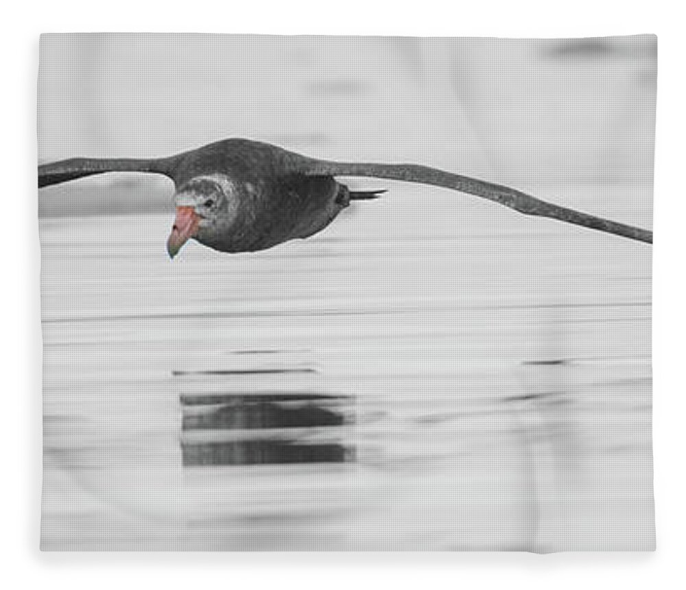 05feb20 Fleece Blanket featuring the photograph Antarctic Giant Petrel Low Level Over Fournier Bay-BW-SC by Jeff at JSJ Photography