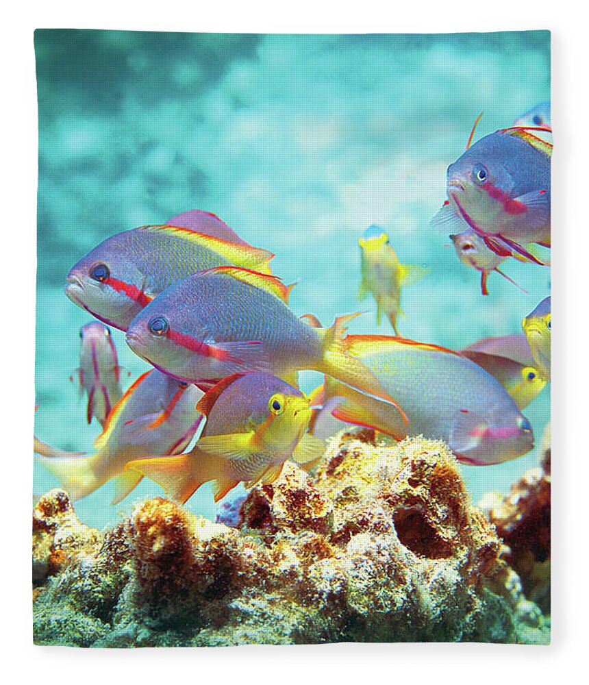 Anthias Fleece Blanket featuring the photograph Anthias fish - Colorful bustle on top of coral reef - by Ute Niemann