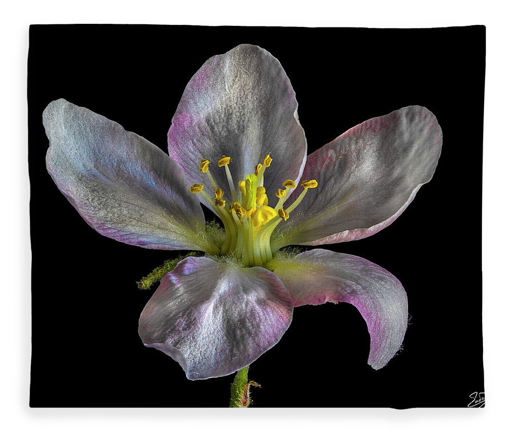 Apple Blossom Fleece Blanket featuring the photograph Apple Blossom 1 by Endre Balogh