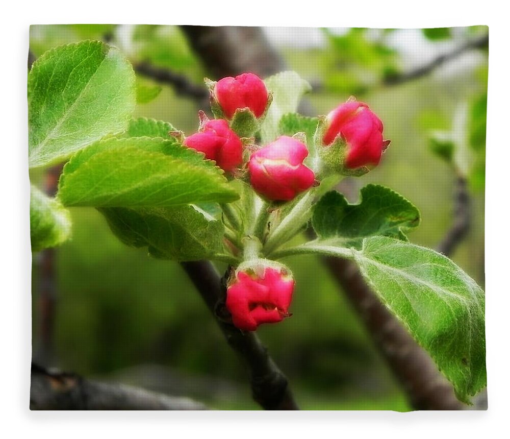 Apple Blossoms Fleece Blanket featuring the photograph Apple Blossoms by Amanda R Wright