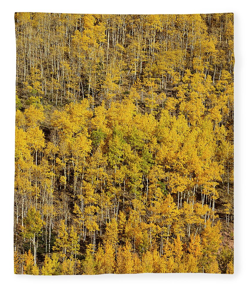 Aspen Fleece Blanket featuring the photograph Aspen Texture by Aaron Spong