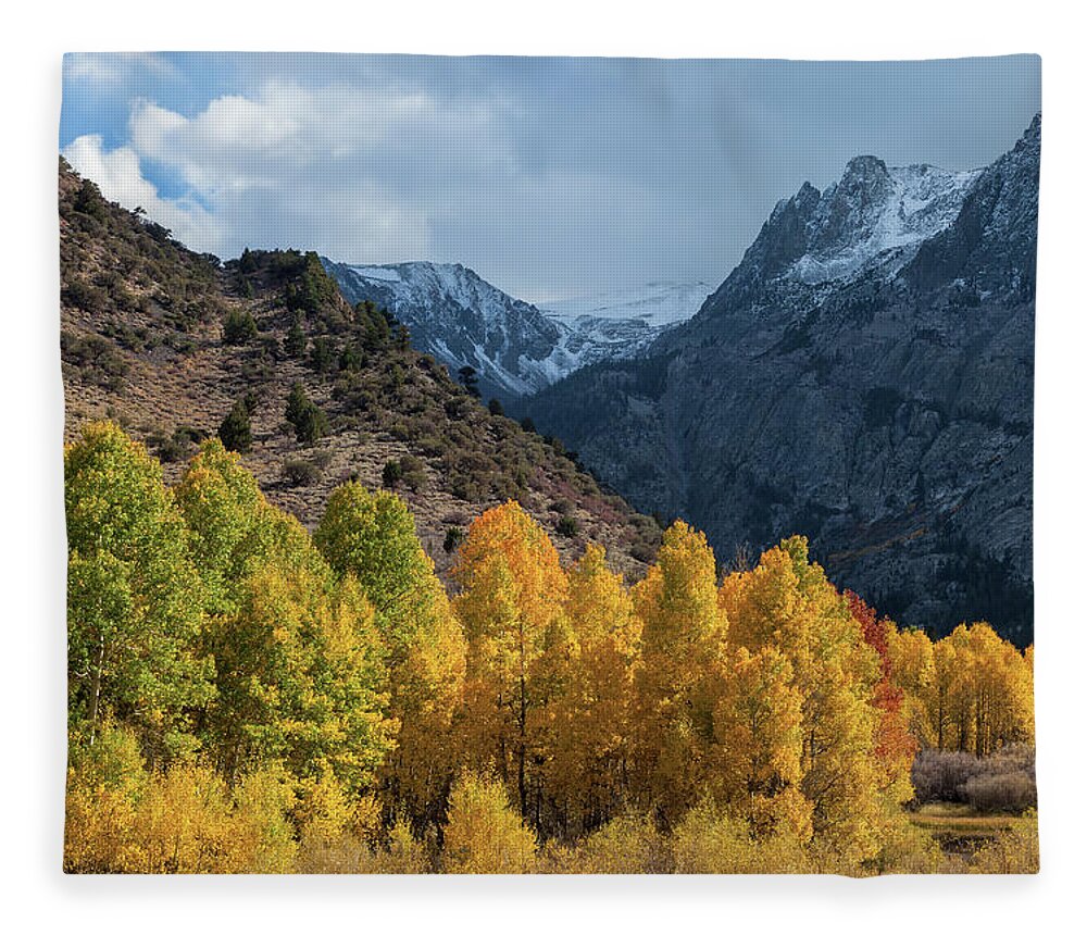 Trees Fleece Blanket featuring the photograph Aspen Trees In Autumn by Jonathan Nguyen