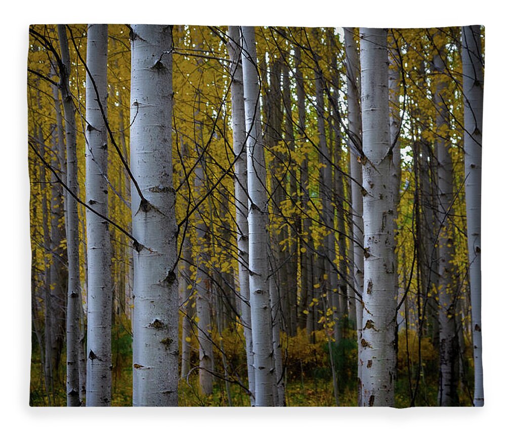 Aspen Fleece Blanket featuring the photograph Aspens in the Fall by Ryan Workman Photography