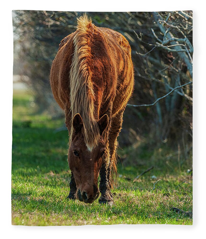 Assateague Ponies Fleece Blanket featuring the photograph Assateague Pony by Louis Dallara