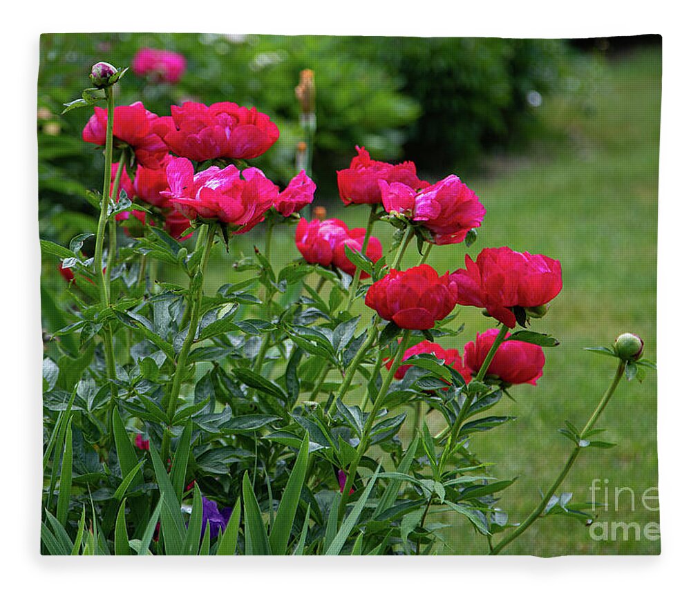 Whistling Gardens Fleece Blanket featuring the photograph At the Palace of Peonies by Marilyn Cornwell
