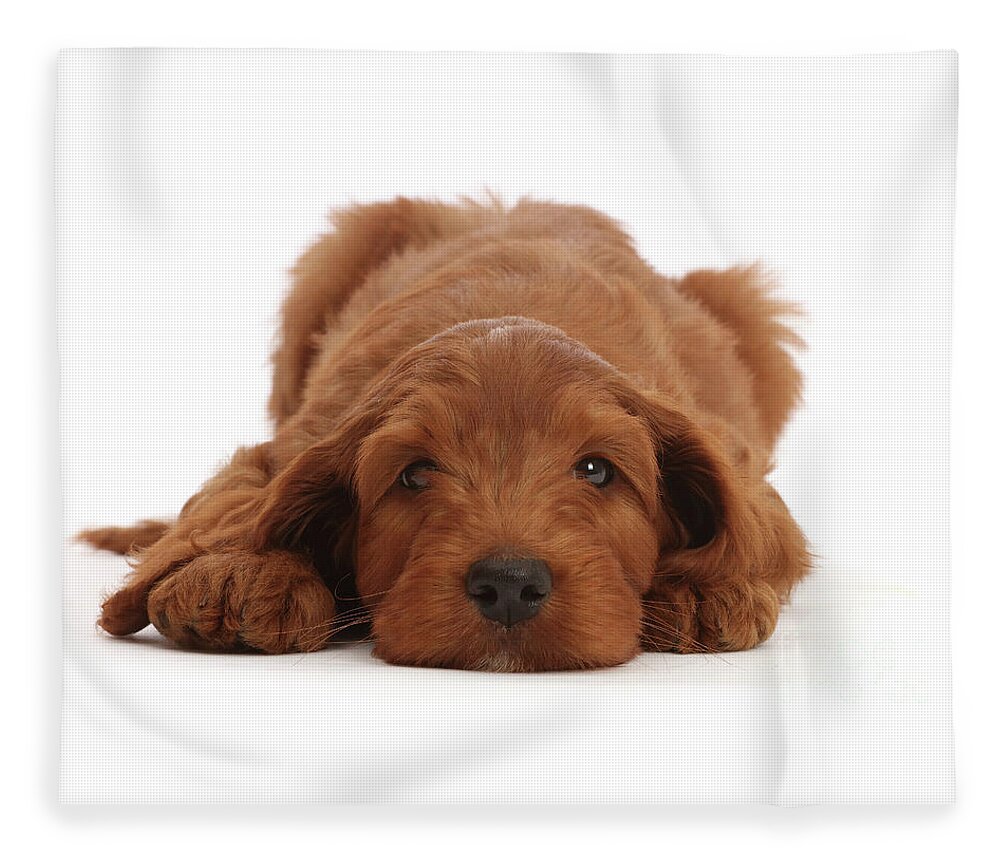 Australian Fleece Blanket featuring the photograph Australian Labradoodle puppy, chin on the floor by Warren Photographic