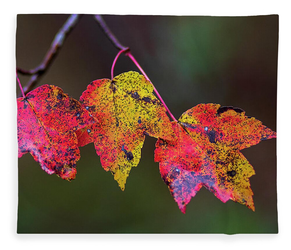 Autumn Fleece Blanket featuring the photograph Autumn Colored Leaf Trio in the Croatan by Bob Decker