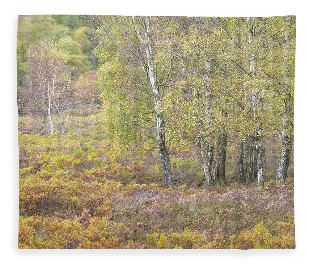 Autumn Fleece Blanket featuring the photograph Autumn with bilberries and silver birch trees by Anita Nicholson