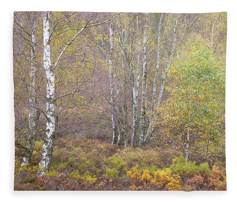 Autumn Fleece Blanket featuring the photograph Autumn with bilberries, bracken and silver birch trees by Anita Nicholson