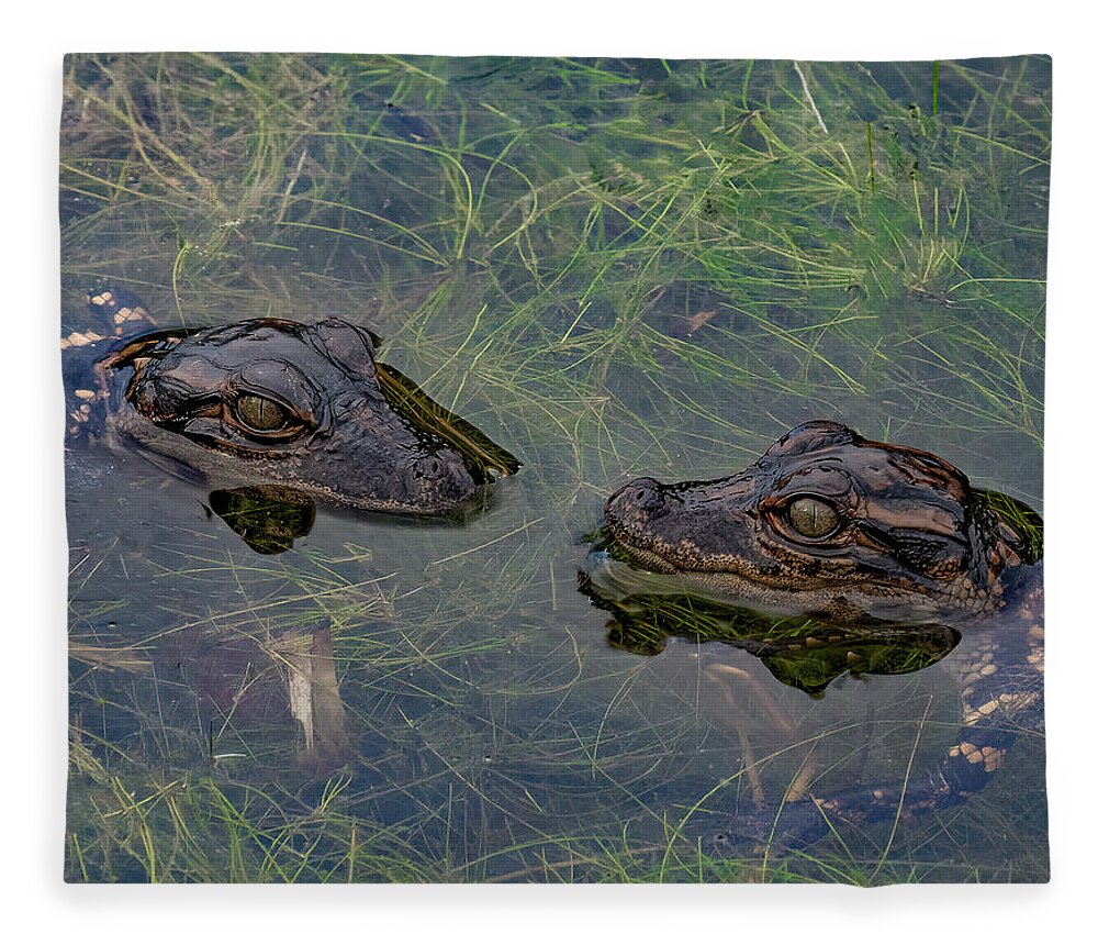 Aligator Fleece Blanket featuring the photograph Baby Aligatots by Larry Marshall
