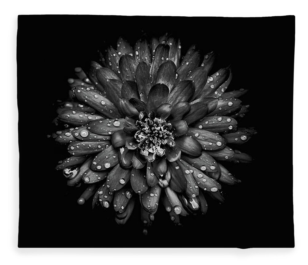 Brian Carson Fleece Blanket featuring the photograph Backyard Flowers In Black And White 45 by Brian Carson