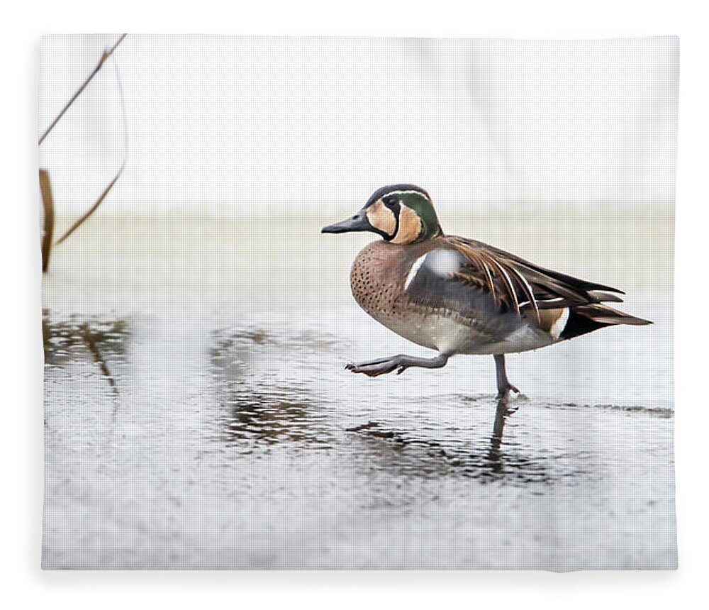 Baikal Teal Fleece Blanket featuring the photograph Baikal Teal, the beautiful and rare visitor in Sweden, walks wit by Torbjorn Swenelius