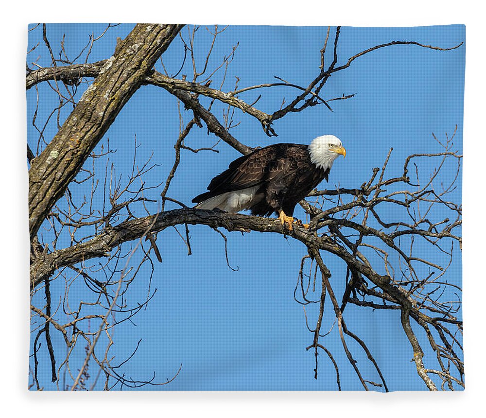 American Bald Eagle Fleece Blanket featuring the photograph Bald Eagle 2019-21 by Thomas Young