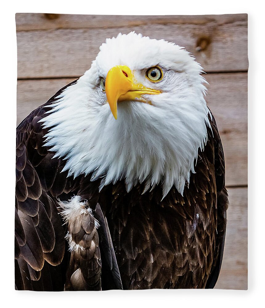 Bald Fleece Blanket featuring the digital art Bald Eagle Ketchikan by SnapHappy Photos