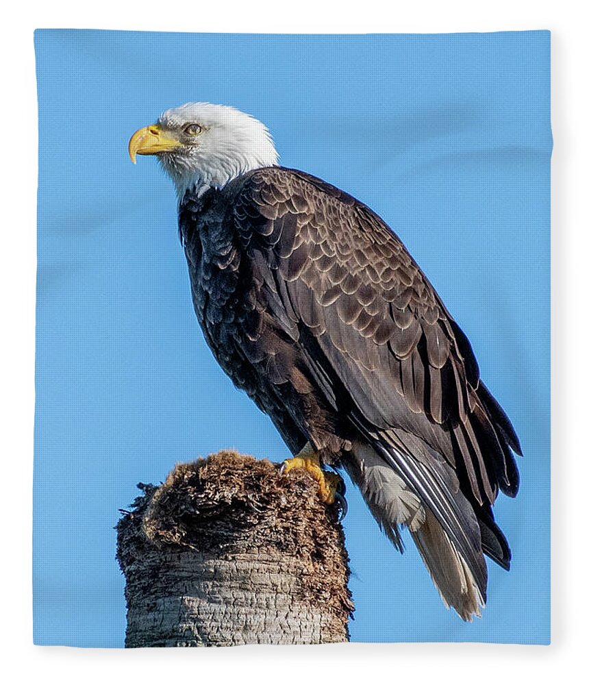 Bald Eagle Fleece Blanket featuring the photograph Bald Eagle on Dead Sable Palm by Bradford Martin