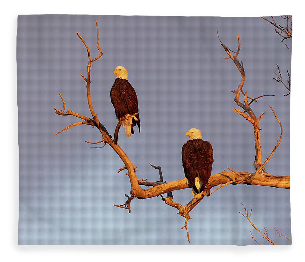 Bald Eagle Fleece Blanket featuring the photograph Bald Eagle Pair in the Golden Light of Dawn by Tony Hake