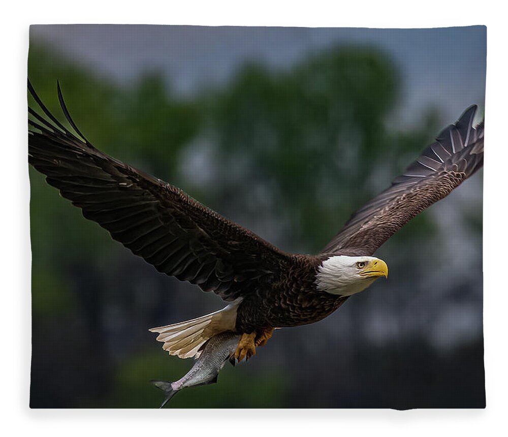 Animal Fleece Blanket featuring the photograph Bald Eagle with fish by Brian Shoemaker