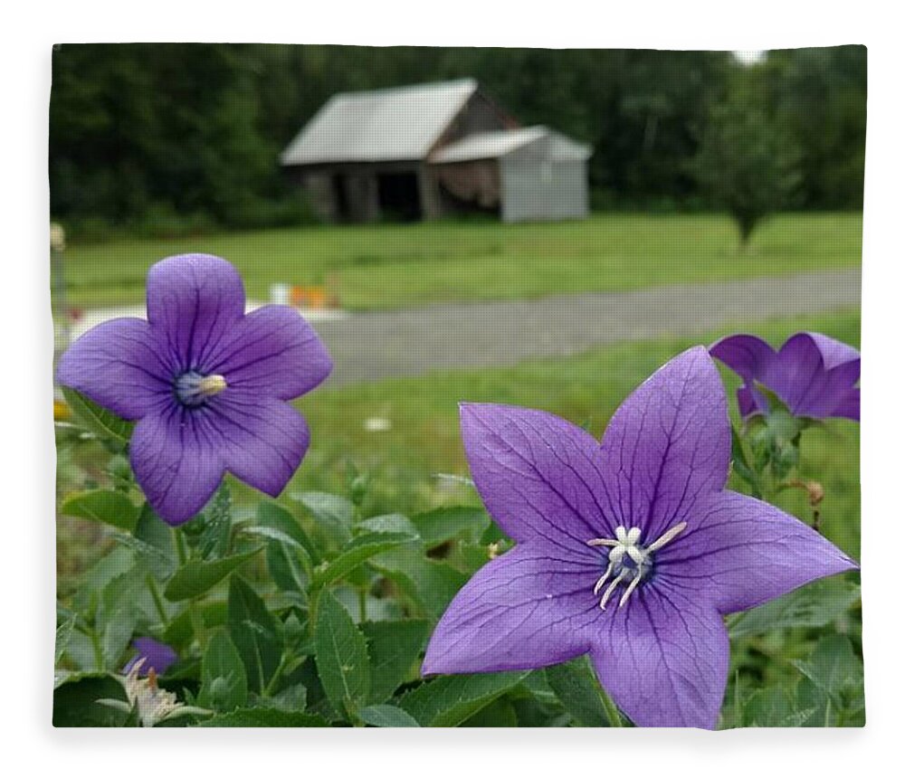 Balloon Flower Fleece Blanket featuring the photograph Balloon Flowers and Barn by Vicki Noble