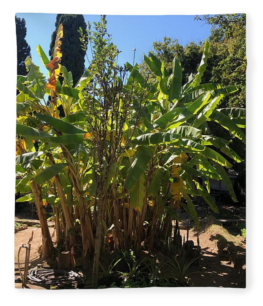 All Fleece Blanket featuring the digital art Banana Plants in Backyard KN10 by Art Inspirity