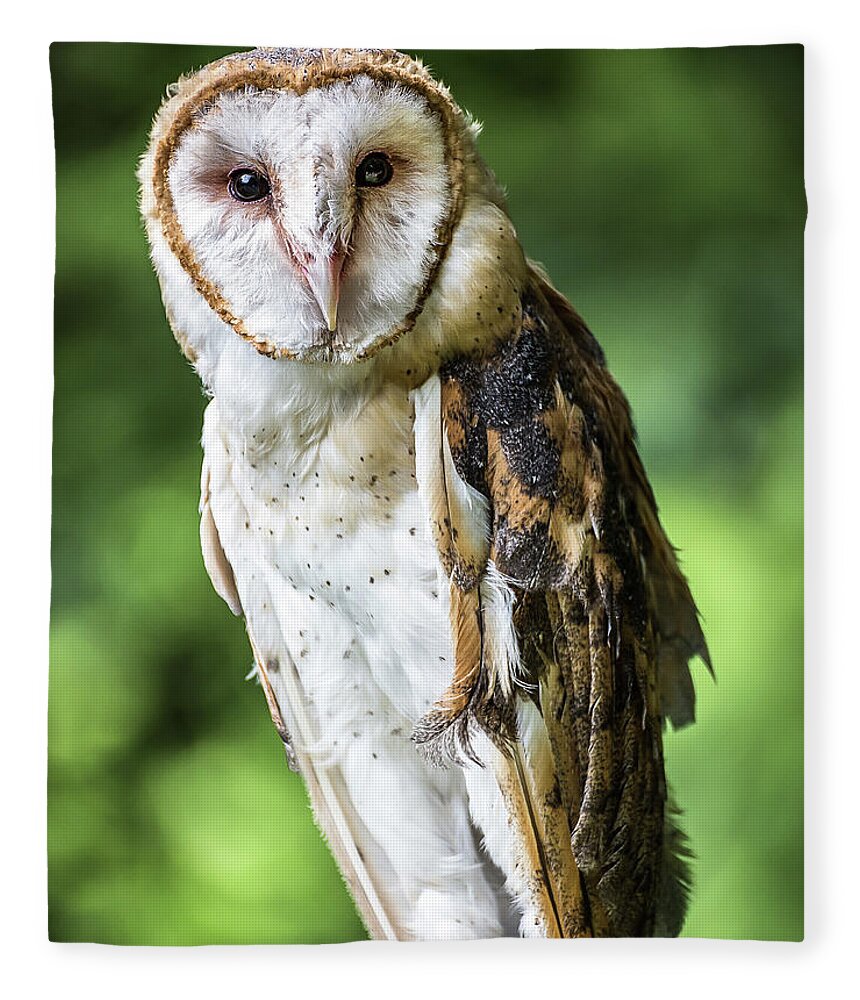 Raptors Owl Barn Owl Fleece Blanket featuring the photograph Barn owl by Robert Miller